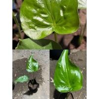 ราคา นางกวักติดด่าง(กวักเงินกวักทองติดด่าง) (13831768093)