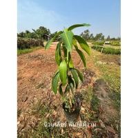 ราคา ต้นมะม่วงเขียวเสวยใหญ่ (47706429701)