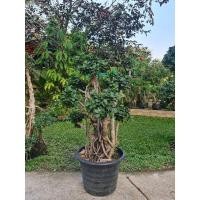 ราคา ต้นช้อนเงินช้อนทองบอนไซ ความสูง 90 cm ถึง 110 cm 6- 8 พุ่ม ต้นไม้มงคล (25863028447)