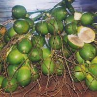 ราคา หมากสด ขายลูกละ 2บาท (12812111073)