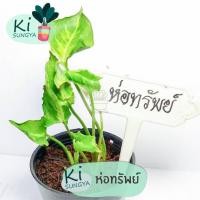 ราคา ต้นห่อทรัพย์ ต้นไม้มงคล ต้นไม้จิ๋ว (17501291609)