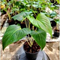 ราคา ต้นเสน่ห์จันทร์ขาว ต้นไม้มงคลมหาเสน่ห์จันขาว ต้นใหญ่สวยๆทุกต้นมี 4-6ใบสูงประมาณ40-60ซม.ขายเป็นต้นพร้อมกระถาง5นิ้ว (20121516720)