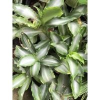 ราคา ว่านวาสนาหาบเงินหาบทองหรือต้นกวนอิมพันมือ ว่านมงคลเรียกทรัพย์ (12908246095)