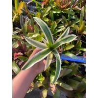 ราคา สับปะรดสี#Bromeliad#นีโอโมราโด้#NeoMorado ไม้ด่างหายาก (25315080319)