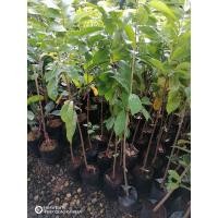 ราคา ทุเรียนเทศเพาะเมล็ดสูง1เมตร (15166290086)