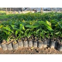 ราคา ต้นอโศกอินเดีย อโศกอินเดีย สูง15ซม.ขึ้นไป (24160311800)