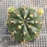 ราคา 3ต้น30.-ยิมโนแม่ลูกดก,Gymnocalycium damsii แคคตัส กระบองเพชร 6 ซ.ม. (8591017886)
