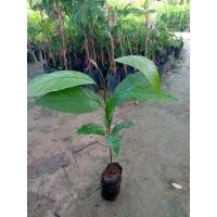 ราคา ต้นมะฮอกกานี(ใบใหญ่ ) (8243789153)