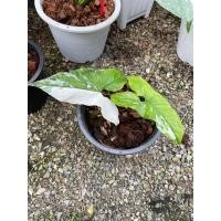 ราคา ต้นเงินไหลมาด่างขาว (Syngonium podophyllum) ไม้ด่าง (8673240456)