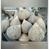 ราคา มะพร้าวแก่ น้ำหนักลูกล่ะ 1.2-1.3 โล ใช้ทำกะทิ. มะพร้าวทับสะแก (27958980973)