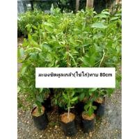 ราคา ต้นมะยงชิดทูลเกล้า(ไข่ไก่) ต้นทาบ พร้อมจัดส่งจ้า (10301885739)