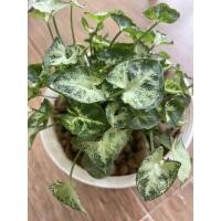 ราคา ต้นออมเงินแคระ ต้นไม้มงคล ช่วยเก็บเงินเก็บทอง กระถาง 6นิ้ว (3197689569)