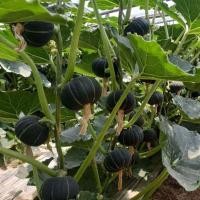 ราคา เมล็ดพันธุ์ฟักทองญี่ปุ่นผลผลิตสูง (5 เมล็ด) | อัตราการงอกสูง Japanese Pumpkin seeds (45801515843)