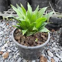 ราคา ต้นวาสนาเก้าชั้น ไม้มงคลประจำบ้านเป็นไม้ใบพุ่มทรงสวย (5692592661)