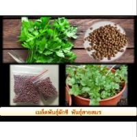 ราคา เมล็ดผักชี พันธุ์สายสมร ปลูกง่ายโตเร็ว (3828855287)