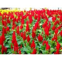 ราคา ❤️เมล็ดดอกสร้อยไก่ ดอกหงอนไก่ จำนวน 50+ เมล็ด ปลูกง่าย ดอกสีสด พร้อมส่ง❤️❤️ (7278834431)