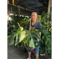 ราคา ✨มอนเสตอร่ามิ้นท์ มอนมิ้นท์ 5ใบ Monstera jungle mint variegated ✨มอนมิ้นท์ (43825273412)