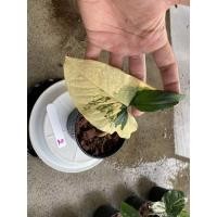 ราคา ต้นเงินไหลมาด่างเหลือง Syngonium Aurea Variegated ต้นเงินไหลมาราคาถูก (16106623847)