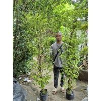 ราคา ต้นโมกพวง 150 c.m. ขึ้นไป 1 ต้น (43715440523)