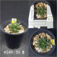 ราคา กลีบกระทงแคคตัส (Obregonia denegrii) (15415059230)