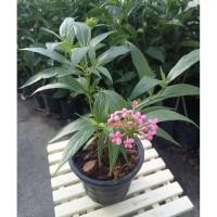 ราคา ต้นเข็มชมพูนุชดอกหอมสีชมพูหวานกระถาง5.5นิ้ว (56501655425)