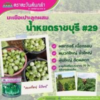 ราคา เมล็ดมะเขือเปราะ น้ำหยดราชบุรี #29 ตราตะวันต้นกล้า ขนาด20กรัม เมล็ดมะเขือ เมล็ดพันธุ์มะเขือ เมล็ดพันธุ์ผัก (7158889481)
