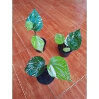 ราคา พริกไทยด่าง Piper nigrum Variegated ผักสวนครัวด่าง ผักด่าง (22686286574)