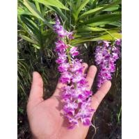 ราคา กล้วยไม้โคราชมาลัยแดงดอกหอมฟรุ้ง ฤดูออกดอกเดือนเมษายน-พฤษภาคมข (6434276894)