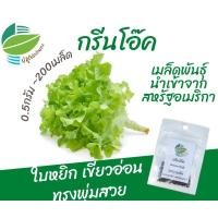 ราคา กรีนโอ๊ค 200 เมล็ด จากสหรัฐ​อเมริกา (Green Oak)​ #ผักสลัด (10594702248)