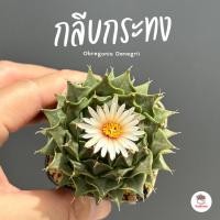 ราคา กลีบกระทง Obregonia Denegrii แคคตัส กระบองเพชร cactus&succulent (5035975077)