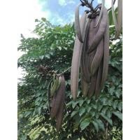 ราคา ต้นเพกาลิ้นฟ้าชำราก/เพกาเตี้ยแท้ไม่กลายพันธุ์ (7790542900)