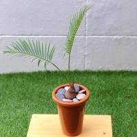 ราคา ☘️☘️ ต้นปรง ไม้โขดฟอร์มสวย ☘️☘️ ++ ส่งพร้อมกระถางตามรูป ++ กระถางทรงสูง กว้าง 4 นิ้ว #ต้นปรง #ปรง (7534504476)