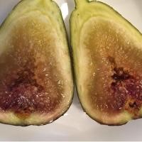 ราคา 10 เมล็ด มะเดื่อฝรั่ง Figs สายพันธุ์ Bayer Violeta มะเดื่อฝรั่ง ลูกฟิก (11416818871)