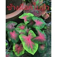 ราคา บอนสีช้างเผือกใบบัวส่งแบบหัวราก (3997593170)