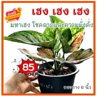 ราคา ต้น เฮง เฮง เฮง หรือ มหาเฮง Aglaonema ต้นไม้มงคล ต้นไม้ฟอกอากาศ ปลูกแล้วจะมีโชค (28689783619)