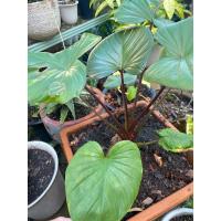 ราคา ว่านเสน่ห์จันทร์แดงต้นเล็กน่าเลี้ยง (23660608764)