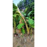 ราคา #หน่อกล้วยร้อยหวี#ราคาถูก# (9277289199)