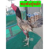 ราคา ไข่เชื้อไก่ชน เยียร์ ฟองละ 40 บาท (25322109252)