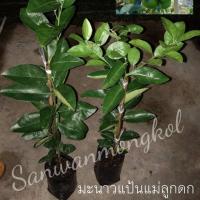 ราคา ต้นมะนาวแป้นพันธุ์แม่ลูกดก ต้นพันธุ์สูงประมาณ 70-80cm.(1ต้น) ออกลูกตลอดปี (2799577448)