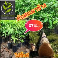 ราคา ต้นสะเดาช้าง ต้นไม้ตาย เคลมฟรี ทุกต้น เฉพาะ ระหว่างขนส่ง เท่านั้น สะเดาช้าง ไม้โตเร็ว (3245708079)