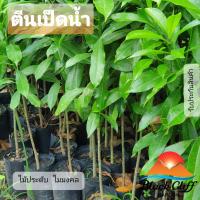 ราคา ต้นตีนเป็ดน้ำ ตีนเป็ดน้ำ สวนเขาหมาก ไม้ยืนต้น ไม้เศรษฐกิจ ไม้มีค่า ไม้หอม ไม้ดอก ไม้มงคล (7588819243)