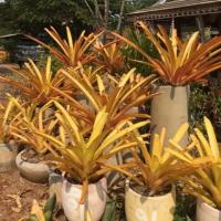 ราคา หน่อตัดสด บานเชสติน่า # สับปะรดสี#bromeliad# ต้นไม้สวยงาม# ไม้ประดับ# ตกแต่งบ้าน#bromeliad# ไม้ประดับ# ไม้มงคล# ขายถูก (17106461267)