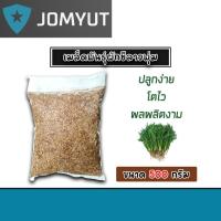 ราคา เมล็ดผักชีลาว (ทรงพุ่ม) หนัก 500กรัม เมล็ดพันธุ์ผักชีลาว เมล็ดสมบรูณ์ โตง่าย โตเร็ว ผลผลิตงาม เมล็ดพันธุ์ผัก (29452844926)