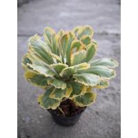 ราคา Euphorbia sp. ต้นไม้มงคล ทองอำพัน ไซส์กระถาง4นิ้ว (4768506304)