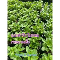 ราคา แปะตำปึง ใบกลม ผักพันปี หรือสมุนไพรครอบจักรวาล กระถาง8นิ้ว (22175826723)