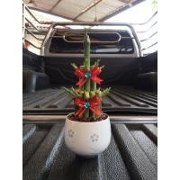 ราคา ไผ่กวนอิมนำโชคคละกระถาง (4777160110)