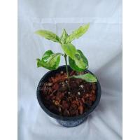 ราคา ต้นพุดซ้อนด่าง ต้นพุดซ้อน ใบด่าง ไม้มงคล (12822361190)