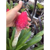 ราคา Neo สายดอก (ใบเขียว) # สับปะรดสี#bromeliad# ต้นไม้สวยงาม# ไม้ประดับ# ตกแต่งบ้าน#bromeliad# ไม้ประดับ# ไม้มงคล# ขายถูก (5869108867)