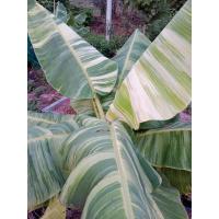 ราคา กล้วยน้ำว้าค่อมด่าง ต้นเตี้ยขุดห่อตุ้มส่ง (14597492626)