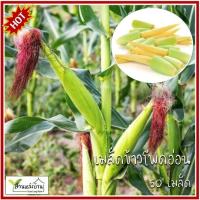 ราคา 50 เมล็ด ข้าวโพดอ่อน เมล็ดข้าวโพดอ่อน เมล็ดพันธุ์ข้าวโพดอ่อน เมล็ดข้าวโพด ข้าวโพด ข้าวโพดอ่อน (40702037046)